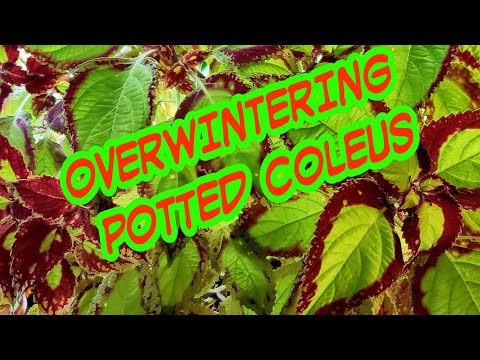 OVERWINTERING COLEUS: What to expect and How I keep them alive All Winter!!!