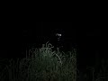 謎の生物に遭遇2026/5/19 24:19 山間部 #熊 #謎の生物