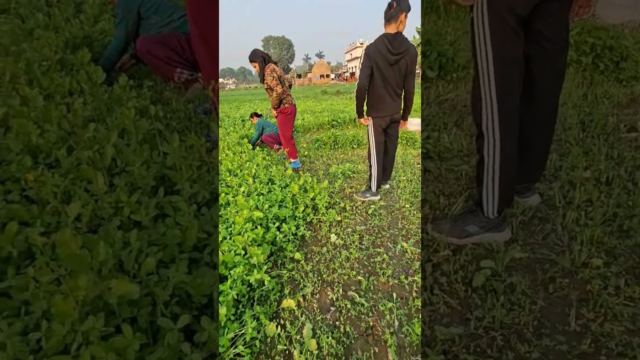 मे गयी अपने नेनिहाल मे, और काटा घास 😁😁😂