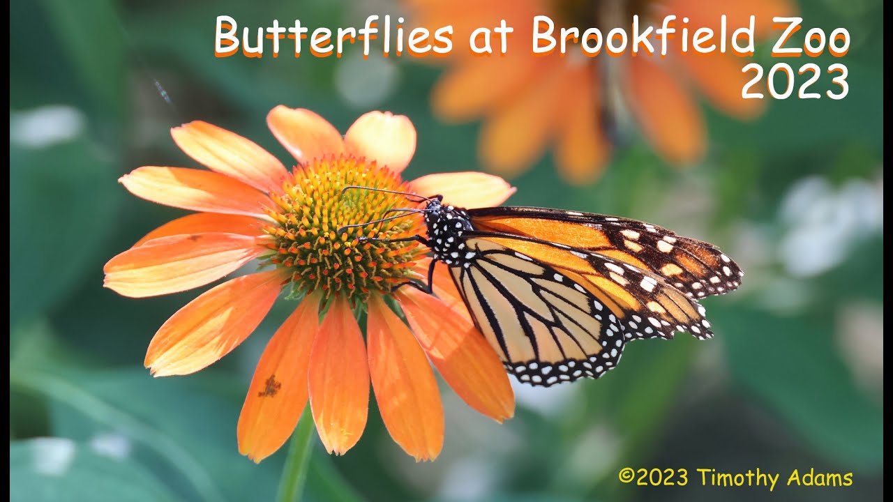 Brookfield Zoo Butterflies 2023 YouTube
