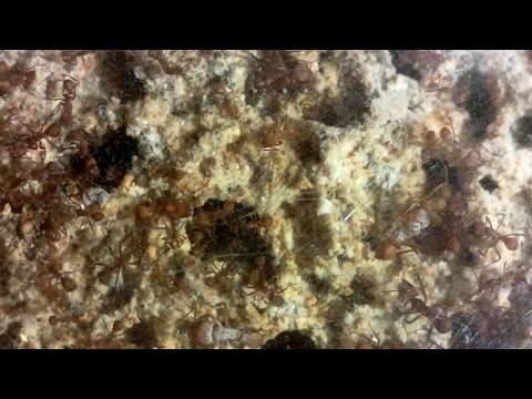 The Antman Live Stream