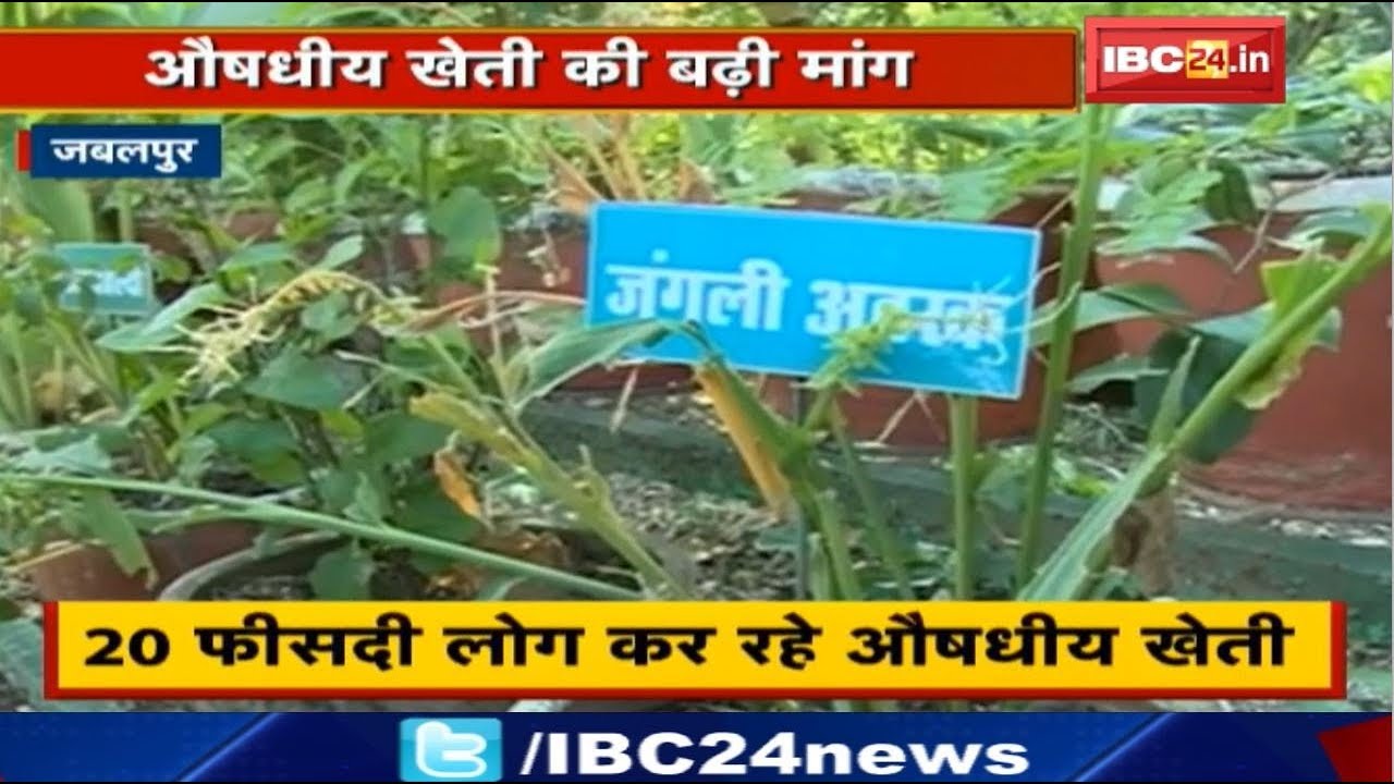 Jabalpur में औषधीय खेती की बढ़ी मांग | 20 फीसदी लोग कर रहे Medicinal Farming madhya pradesh news khabar