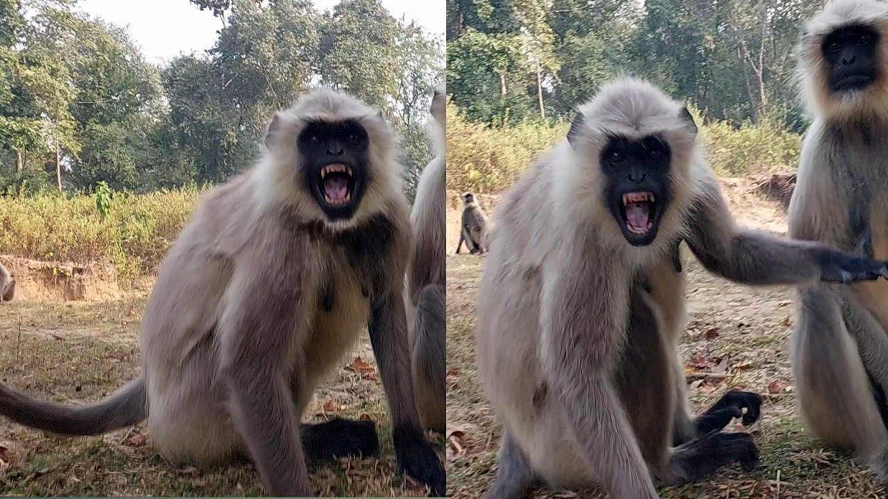 This Langur Got Angry in Seconds 😳🐒!