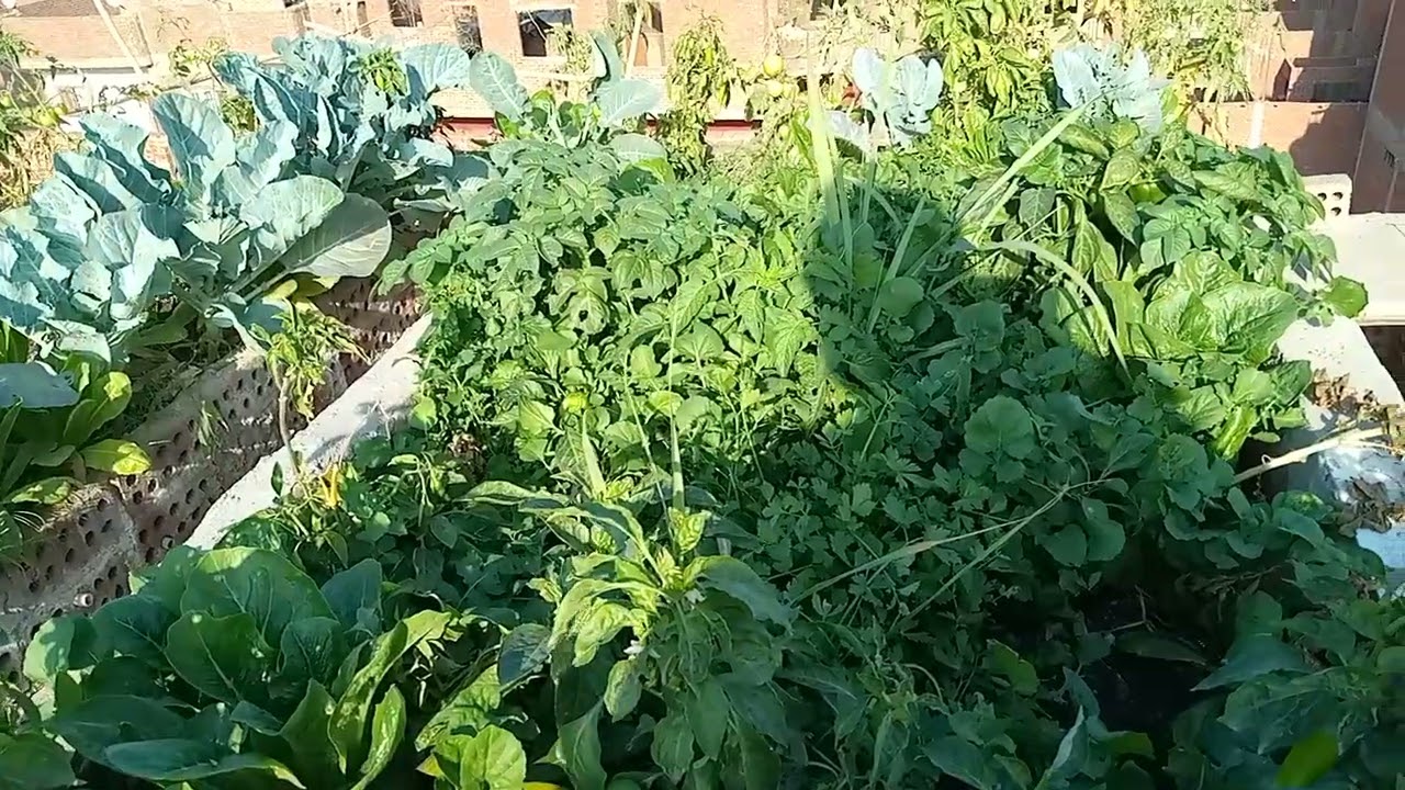 الرى الصحيح فى الشتاء والصيف وكومة السماد وماحدث بعد اربع ايام