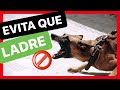 ¿Por qué mi PERRO LADRA a OTROS PERROS? 😱 ► SOLUCIÓNALO ✅(FÁCIL Y RÁPIDO)