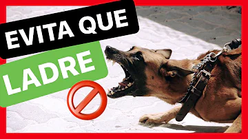 ¿Por qué mi perro ladra a unos perros y a otros no?