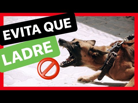 ¿Por qué mi PERRO LADRA a OTROS PERROS? 😱 ► SOLUCIÓNALO ✅(FÁCIL Y RÁPIDO) hqdefault