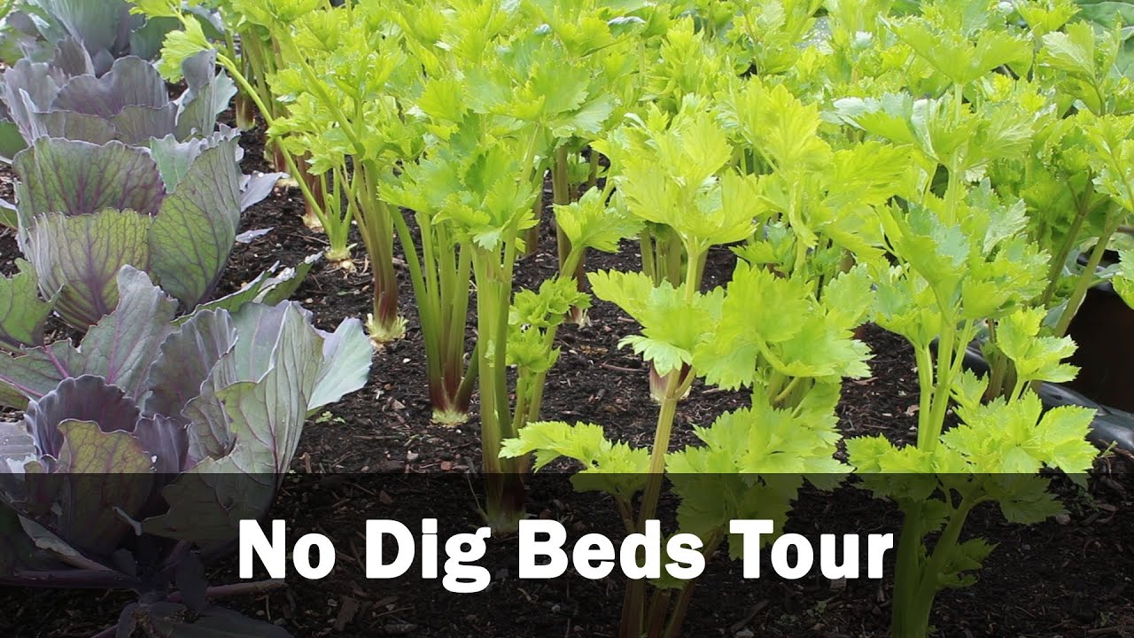 No dig raised bed tour. - YouTube