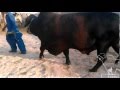 Mian Cattle Farm Black Bull 2012