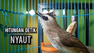 trucukan gacor ROPEL PANJANG buat pancingan trucukan agar bunyi JADIKAN burung trucuk gacor NYAUT