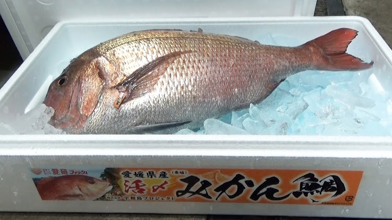 かんきつ香る みかん鯛 愛媛の特産で魚臭さ除去 朝日新聞デジタル