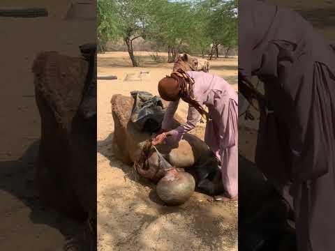 الولد خلف الجمل بين البالون والإناءكلاهما عنيد لكنه لم يستسلما