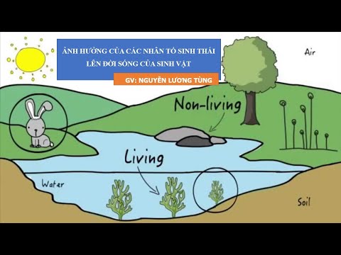 Video: Sáu nhân tố phi sinh học ảnh hưởng đến sự phân bố của các sinh vật trong hệ sinh thái là gì?