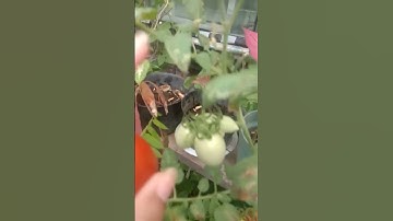 panen tomat dihalaman rumah,meski nanam pakai pot tapi berbuah lebat #tomat #berkebun