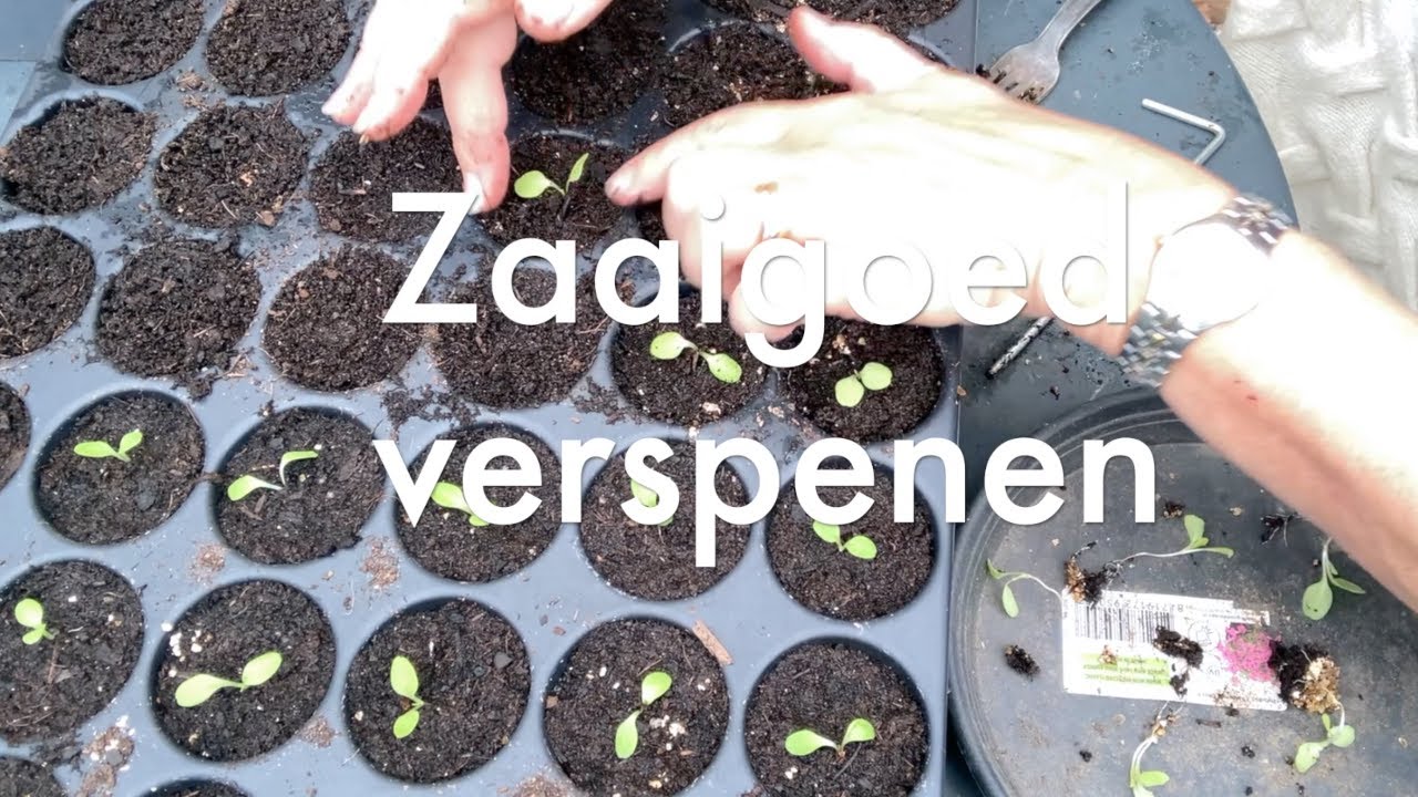 Ini's moestuin #176 Zaaigoed verspenen, o.a. sla, aubergine en paprika en pootaardappels voorkiemen.