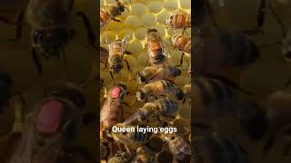 Queen bee laying eggs! Up close!