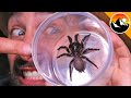 Milking the World's Most Venomous Spider!