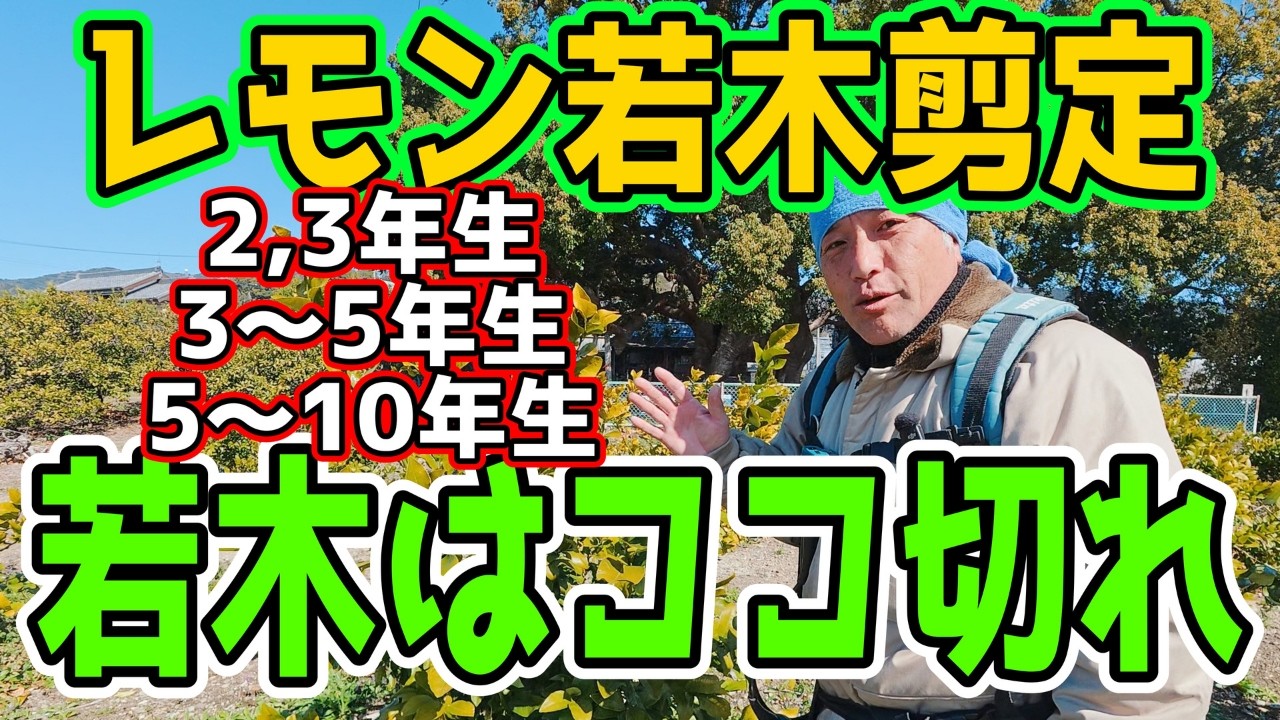 【衝撃】レモン剪定、切ってみたら超簡単!? 若木の切り方 Lemon Pruning Made Easy!