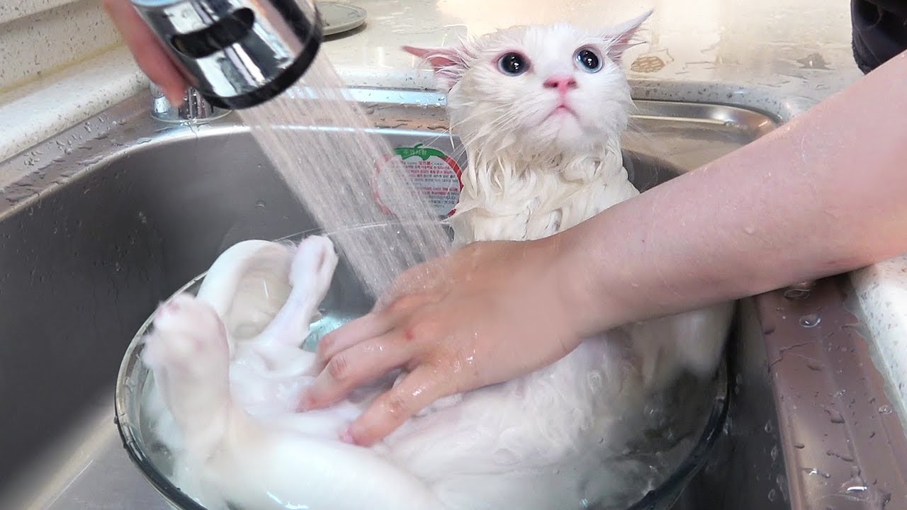  Update  고양이가 목욕을 좋아하게 된 이유