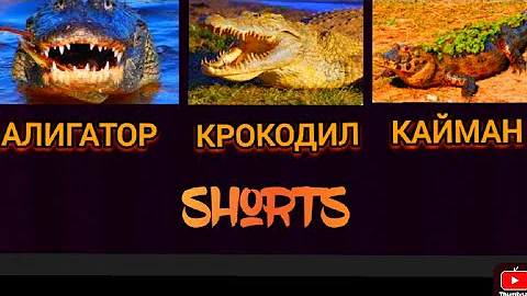 Чем отличается Крокодил от Аллигатора, и от Каймана? И кто сильнее?