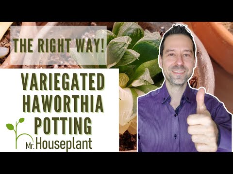 Video: Haruskah saya merepoting haworthia?