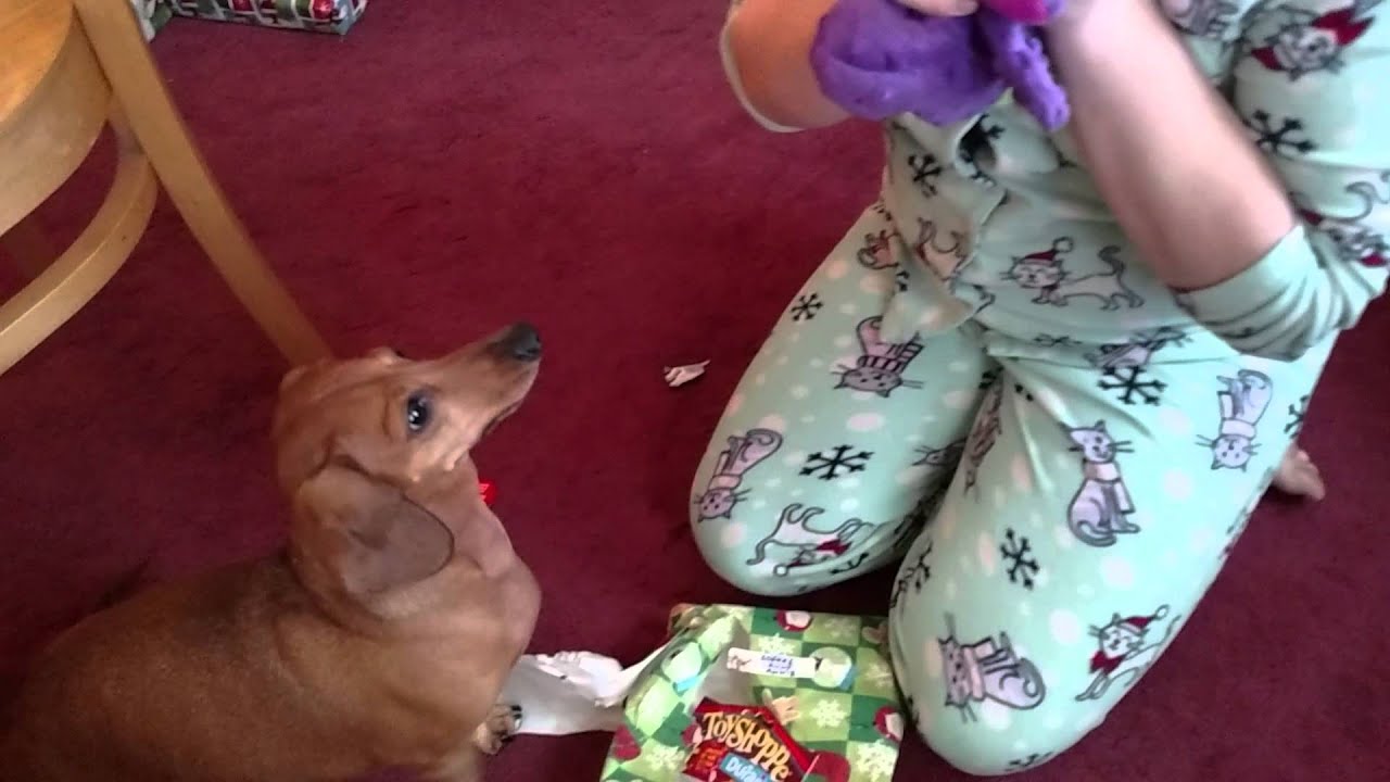 Sophie Doggie Opening Presents Christmas Morning 2014 YouTube sophie-doggie-opening-presents-christmas-morning-2014-youtube