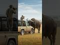 疯狂的非洲水牛 The Wildly Furious African Buffalo 疯狂的非洲水牛 The Wildly Furious African Buffalo