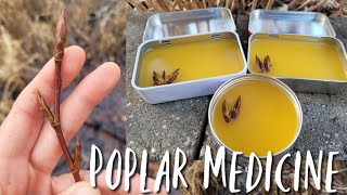 Medicinal Poplar Salve