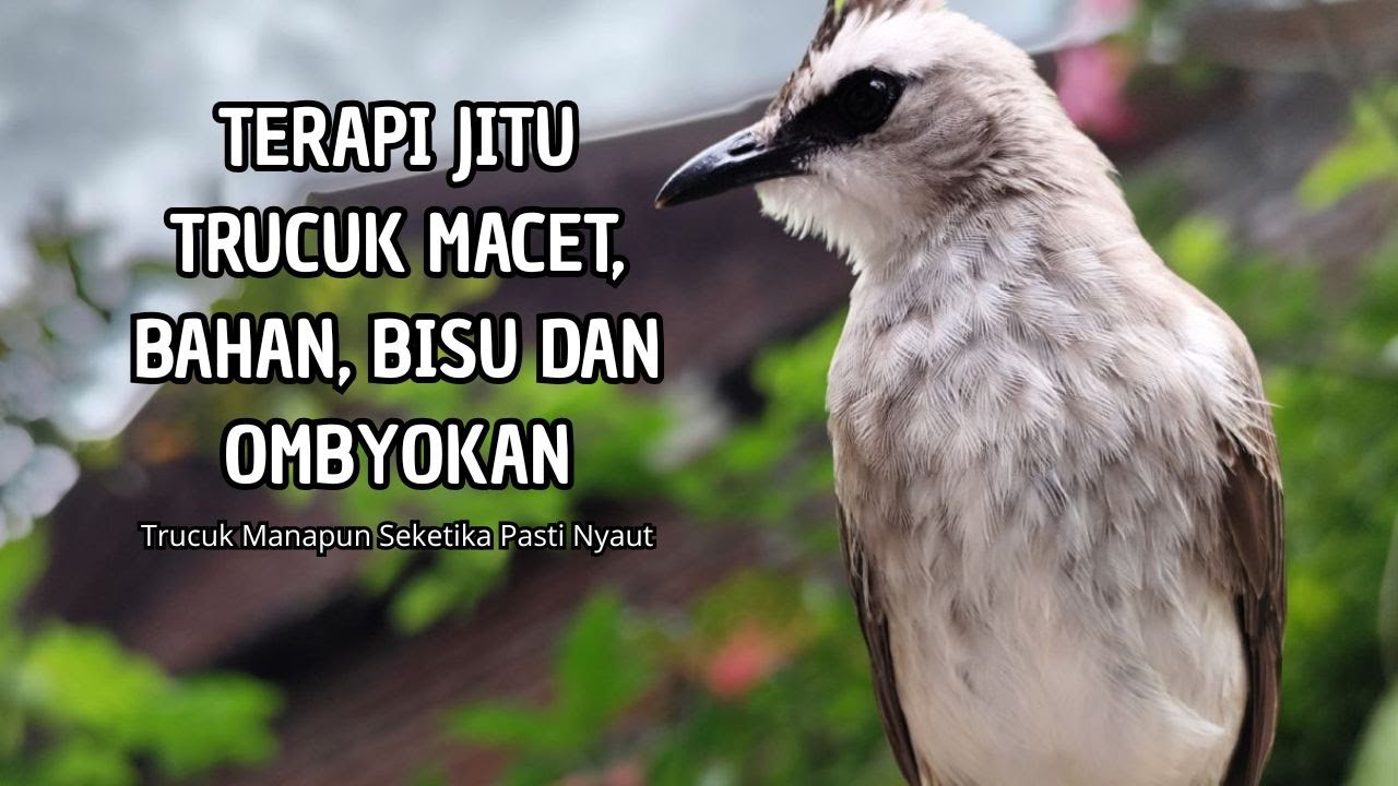 Trucukan GACOR ngalas ROPEL PANJANG suara alam AMPUH buat pancingan jadikan trucuk Gacor GARUDA