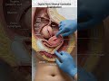 🩺 Learn the importance of bimanual pelvic examination in women’s reproductive health.ai generated