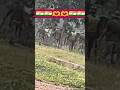 #foujilifestyle#indianarmy#indianmilitary#commandosattitude#sscgdtraining#specialforces#shortvideo
