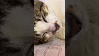 Meow meow #share #thanksforwatching #cat #subscribe