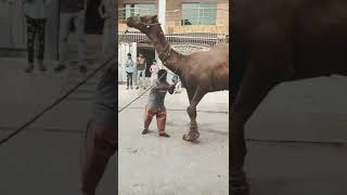 part 1 Dangerous camel qurbani . Next part uploaded check in my profile Thumb