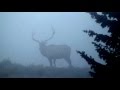 ElkNut WY Hunt 2016 - Foggy Bull