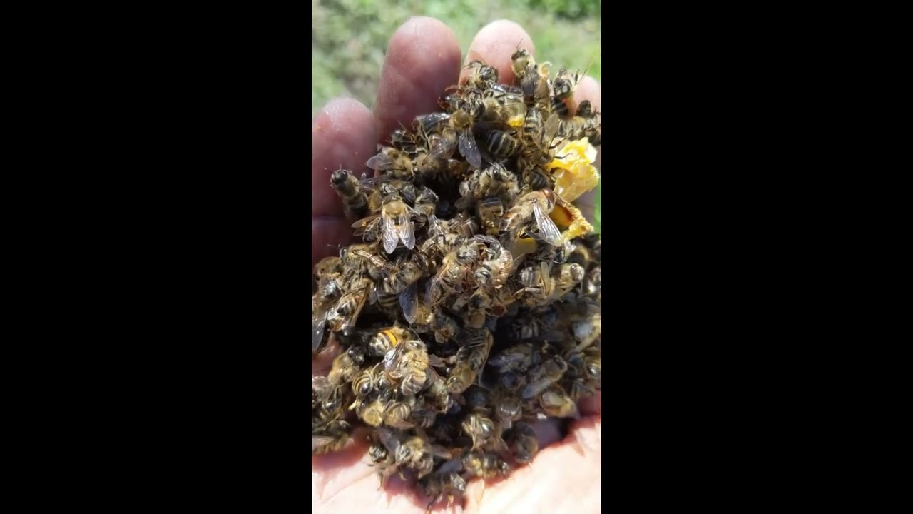 Deadout Hive Inspection