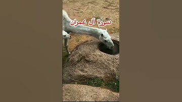 القرآن الكريم سورة آل عمران#القرآن_الكريم #سورة_آل_عمران #اسلاميات #القرآن #funny #سبحان_الله