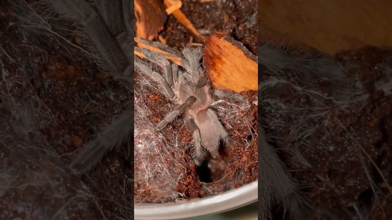 Phlogius sp Kuranda moulted