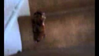 Dr. Evil tackles the stairs
