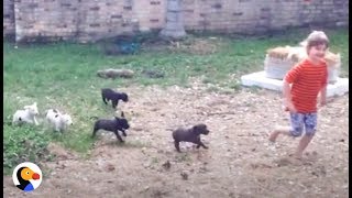 Amazing Family Has Fostered 180 Dogs With Help From Special Girl The Dodo