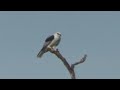white-tailed kite (Elanus leucurus) eating   HD 1080p