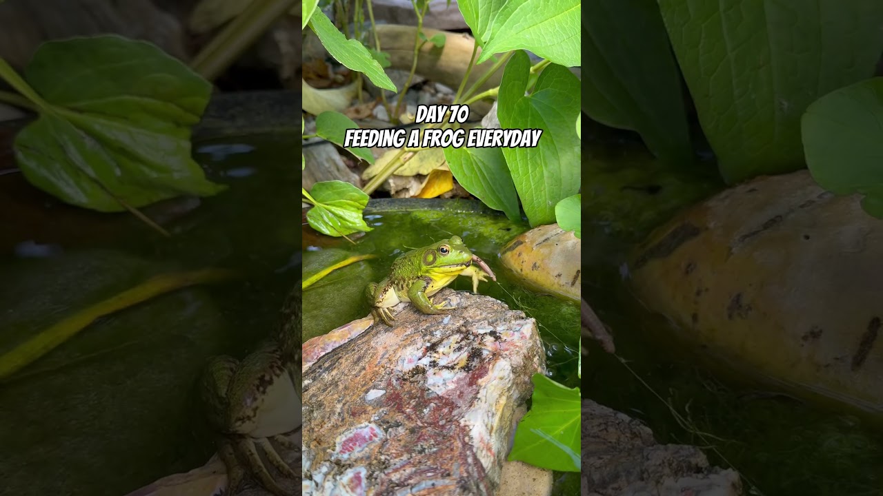Day 70 Feeding A Frog Everyday 🐸🪱