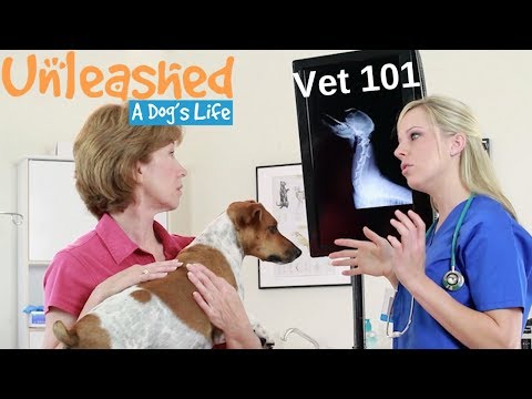 Video: De la veterinar: trebuie să știți ce problemă tăcută vă rănește câinele