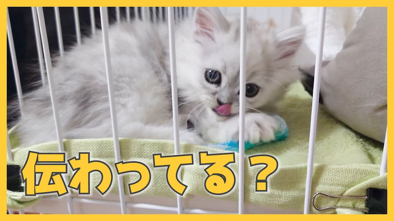 【人間side】ごはん前のあれ、たまらなく好き（ミヌエット）