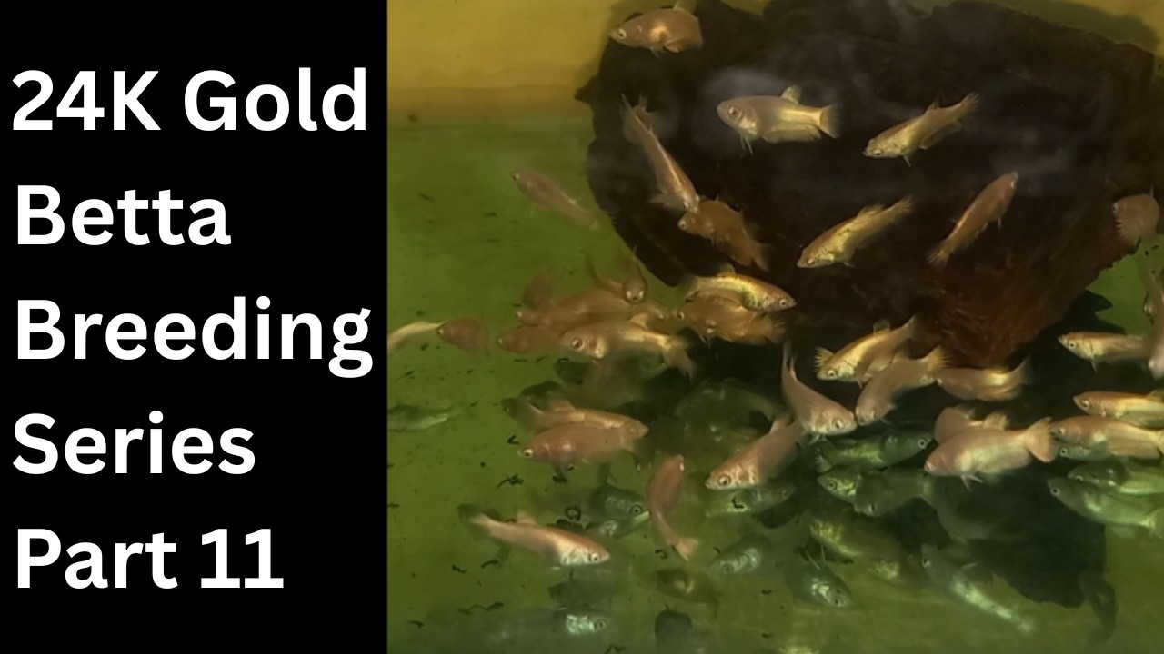 24K Gold Betta Fish Breeding Part (11) ရွှေရောင်တိုက်ငါးသားဖောက်နည်း အပိုင်း(၁၁)