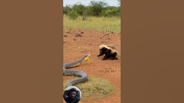 Honey Badger vs a Deadly Python Snake | When a Tiny Predator Challenges a Giant Serpent