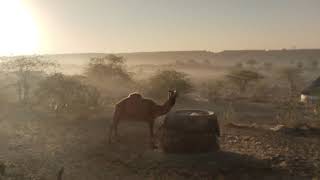 Beautiful Thar Desert With Camel Morning