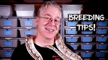 Ball Python Breeding Tips! (What I learned along the way)