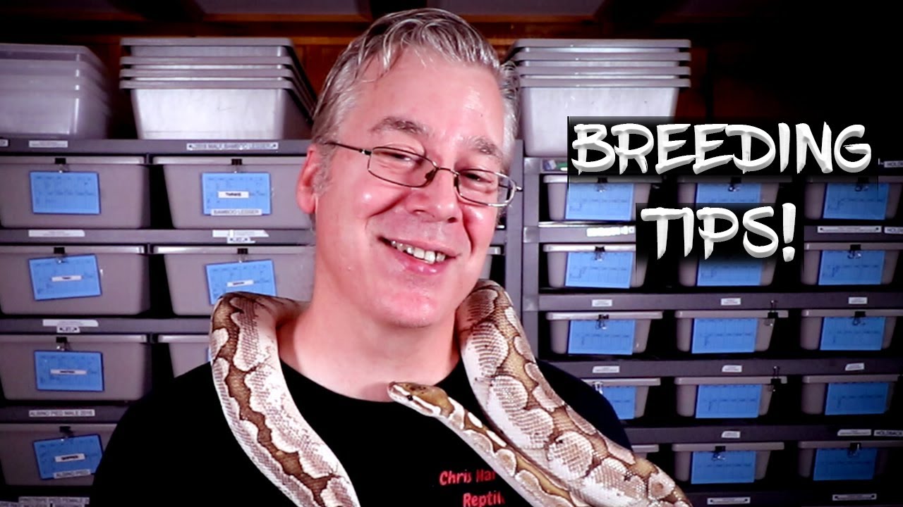 Ball Python Breeding Tips! (What I learned along the way) - YouTube