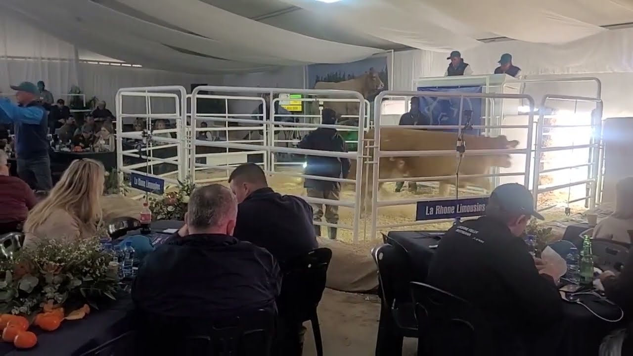 Lot 30 - La Rhone Limousins Birdy verkoop vir R1.4 miljoen