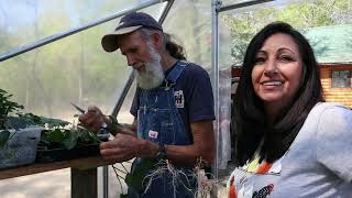 EASIEST! Way to Grow Sweet Potato SLIPS  and How to Plant them in Dirt.